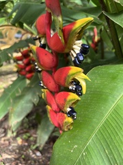 Heliconia rostrata