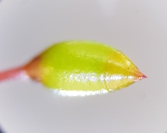 Sciuro-hypnum populeum