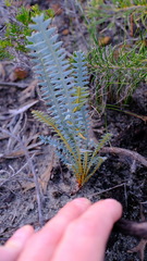 Banksia pteridifolia