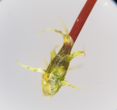 Sciuro-hypnum populeum