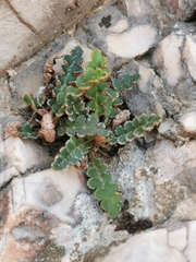 Asplenium ceterach
