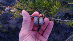 Allocasuarina humilis