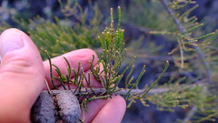 Allocasuarina humilis