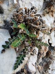 Asplenium ceterach
