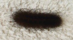 Spilosoma lubricipeda