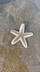Astropecten