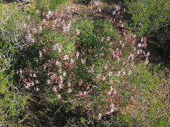 Pelargonium crithmifolium