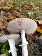 Amanita pantherina