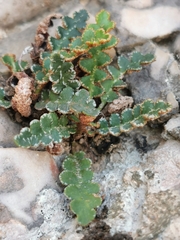 Asplenium ceterach