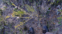 Allocasuarina humilis