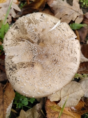 Amanita pantherina