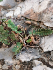 Asplenium ceterach