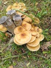 Armillaria mellea