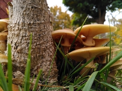 Armillaria mellea