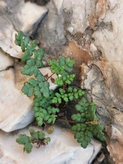 Oeosporangium acrosticum