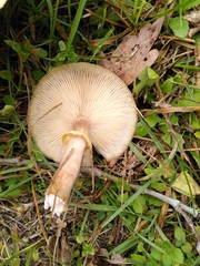 Armillaria mellea