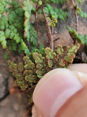 Oeosporangium acrosticum