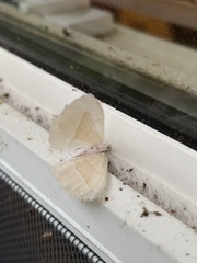 Campaea perlata