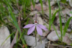 Caladenia fuscata