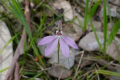Caladenia fuscata