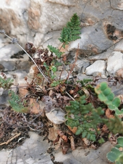 Oeosporangium acrosticum