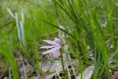 Caladenia fuscata