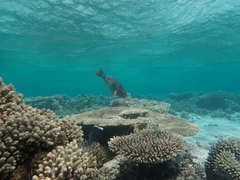 Scarus rubroviolaceus