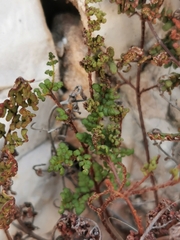 Oeosporangium acrosticum