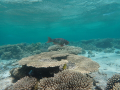 Scarus rubroviolaceus