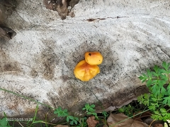 Pluteus aurantiorugosus