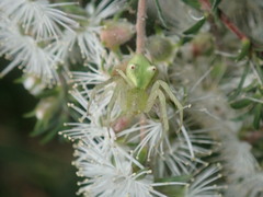 Sidymella rubrosignata