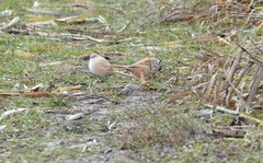 Panurus biarmicus