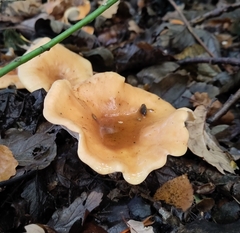 Paralepista flaccida