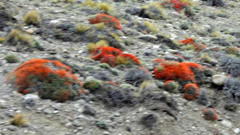 Anarthrophyllum desideratum