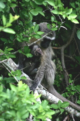 Chlorocebus pygerythrus pygerythrus