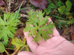 Geranium pratense