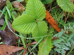 Fragaria moschata
