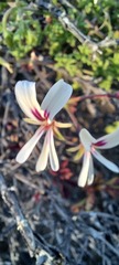 Pelargonium trifidum