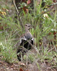 Eupodotis ruficrista