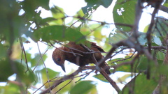 Micropternus brachyurus