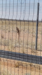 Agama aculeata aculeata