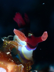 Nembrotha chamberlaini