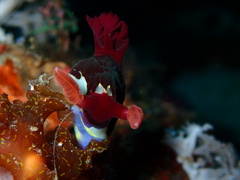 Nembrotha chamberlaini