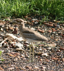 Burhinus vermiculatus