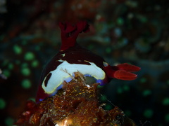 Nembrotha chamberlaini