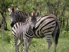 Equus quagga chapmani