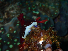 Nembrotha chamberlaini