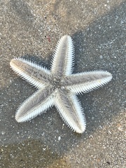 Astropecten