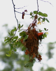 Anaplectes rubriceps