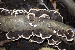 Datronia mollis